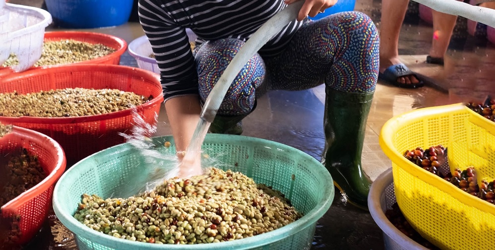 Umivanie zrn po fermentacii